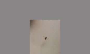 具芒状触角苍蝇标本