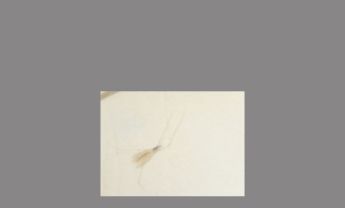 环毛状触角蚊子标本