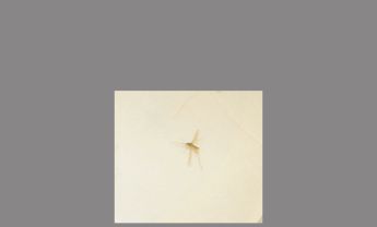 环毛状触角蚊子标本