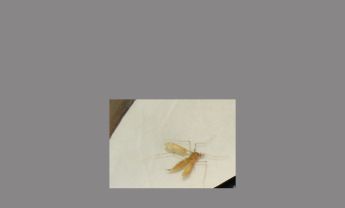 环毛状触角蚊子标本