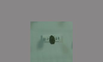 金龟子