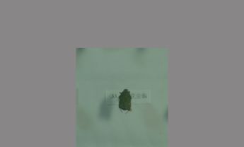 金龟子