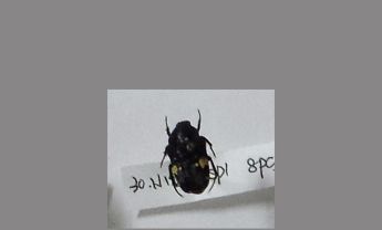 金龟子