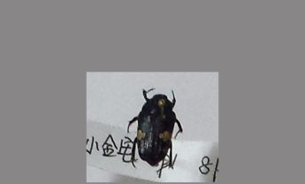 金龟子