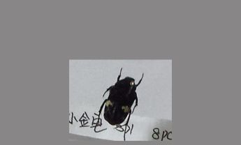 金龟子