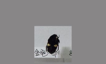 金龟子