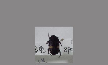 金龟子