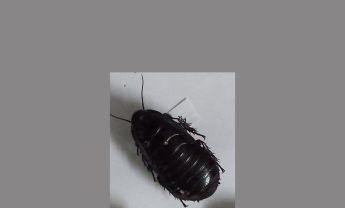 蜚蠊