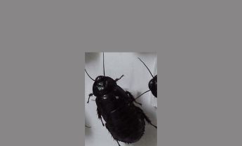 蜚蠊