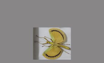 马来黄裙竹节虫