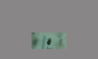 甲虫