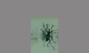 长吻象甲