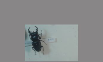 犀金龟