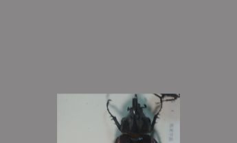 锹甲