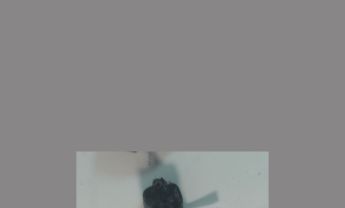 犀金龟