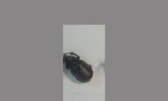犀金龟