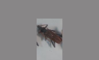 天牛