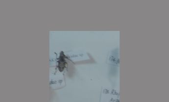 天牛