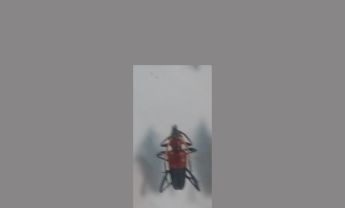 天牛