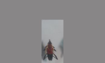 天牛