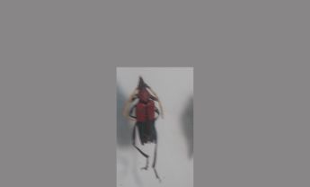 天牛