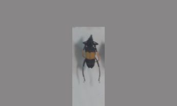天牛