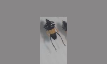 天牛