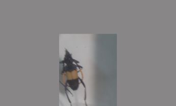 天牛