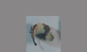 长鼻蜡蝉