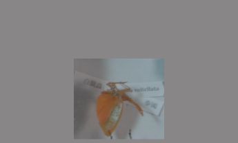 长鼻蜡蝉
