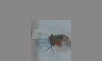 蜡蝉