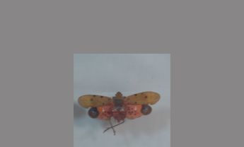 斑悲蜡蝉