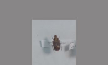黄斑红金龟