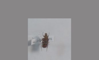 黄斑红金龟