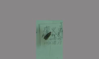 萤火虫