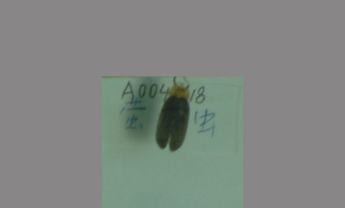 萤火虫