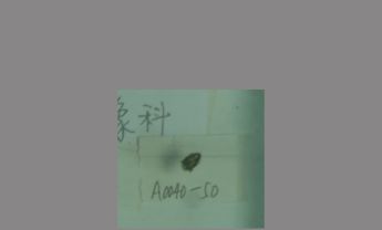 豆象