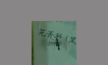 碟角短翅芫菁