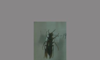 黄长脚蜂