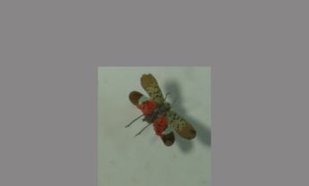 斑衣蜡蝉