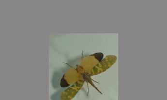 长鼻蜡蝉