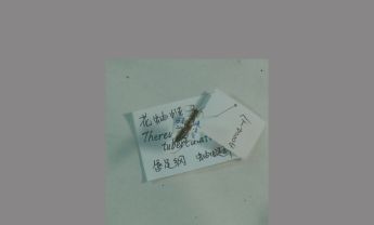 花蚰蜓