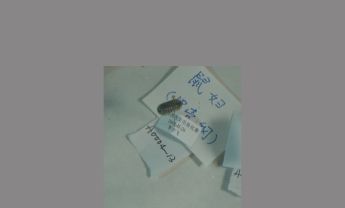鼠妇