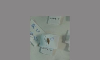 鼠妇