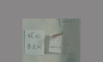 蜈蚣