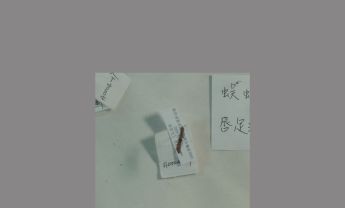 蜈蚣