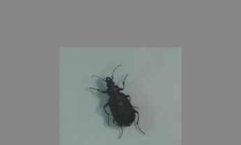 麻步甲