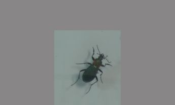 绿步甲