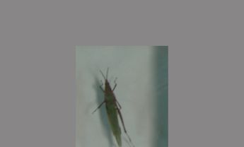 短额负蝗