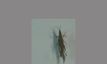 短额负蝗